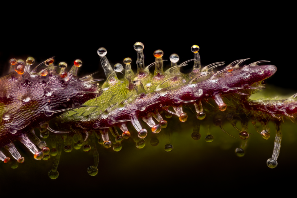 Bernsteinfarbene Trichome läuten die Ernte ein