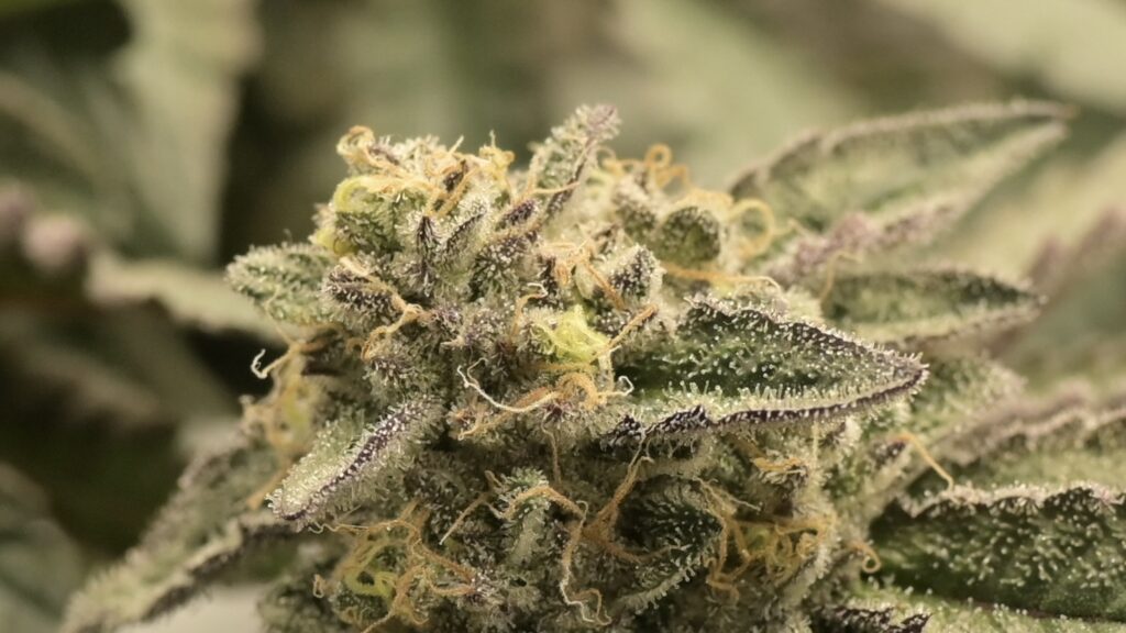 Cannabisblüte mit Trichomen und Terpenen