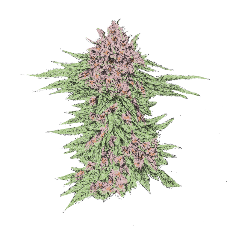 LA Kush Cake Blüte