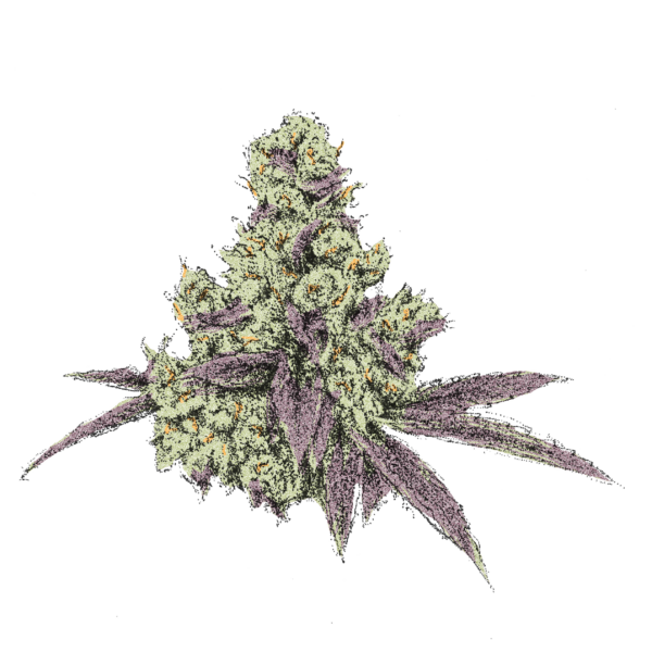 Spritzer Blüte