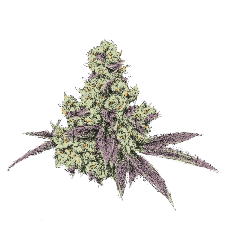 Spritzer Blüte