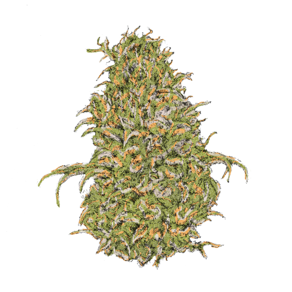 Sour Diesel Blüte