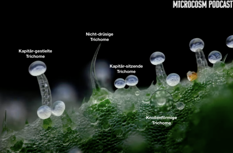 Vier Trichomarten (Foto: Screenshot https://microcosmpodcast.com)