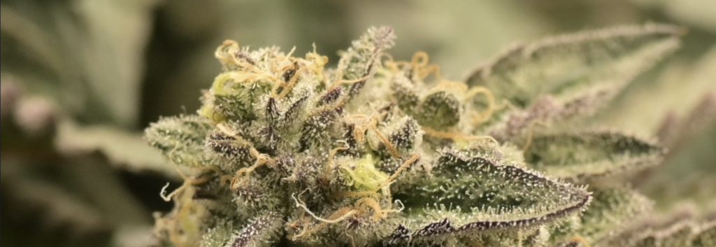 Cannabisblüte mit Trichomen und Stigmen