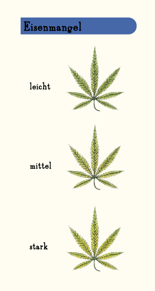 Mangelerscheinungen bei Cannabis: Eisenmangel bei Cannabis