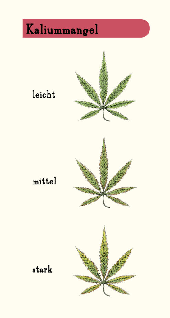 Blattkrankheiten: Kaliummangel bei Cannabis