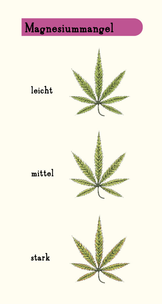 Blattkrankheiten: Magnesiummangel bei Cannabis