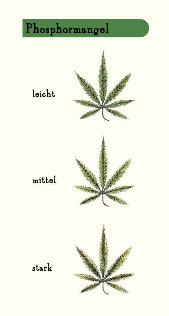 Blattkrankheiten: Phosphormangel bei Cannabis