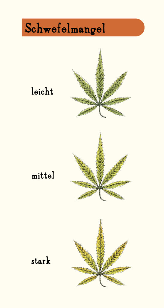 Blattkrankheiten: Schwefelmangel bei Cannabis