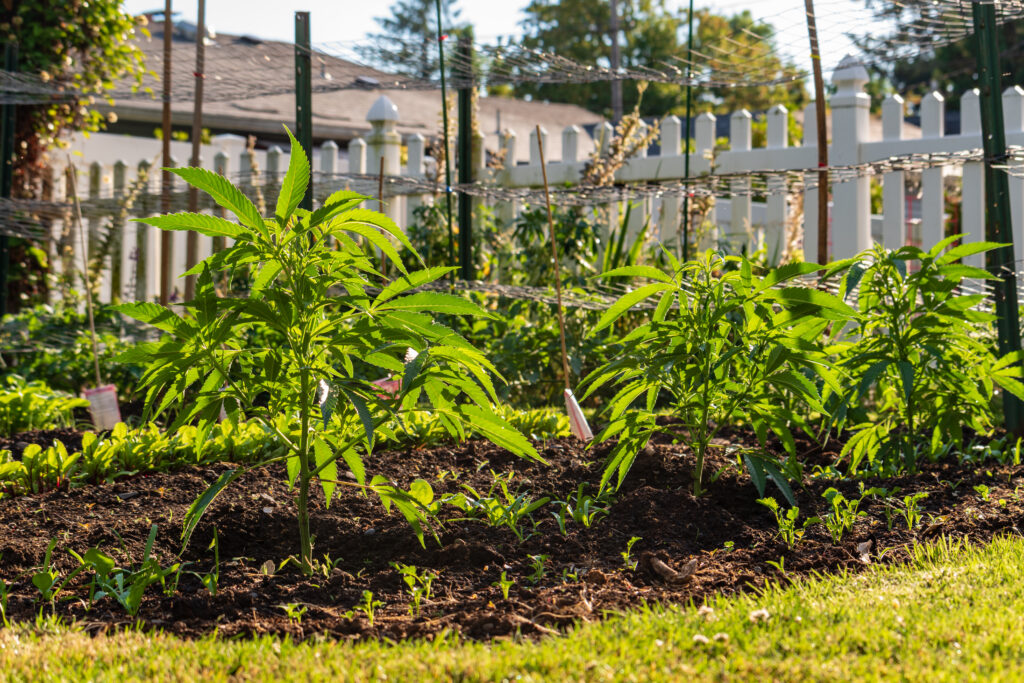 Drei Cannabispflanzen im Garten | Was du beim Outdoor Eigenanbau von Cannabis rechtlich beachten solltest Seit der Legalisierung von Eigenanbau in Deutschland ist es erlaubt, Cannabis unter bestimmten Voraussetzungen auch im Freien anzubauen. Dabei gelten für den Outdoor-Grow grundsätzlich die gleichen Regeln wie für den Indoor-Anbau – mit ein paar Besonderheiten in Sachen Zugangsschutz und Sichtbarkeit. Hier bekommst du einen schnellen Überblick.