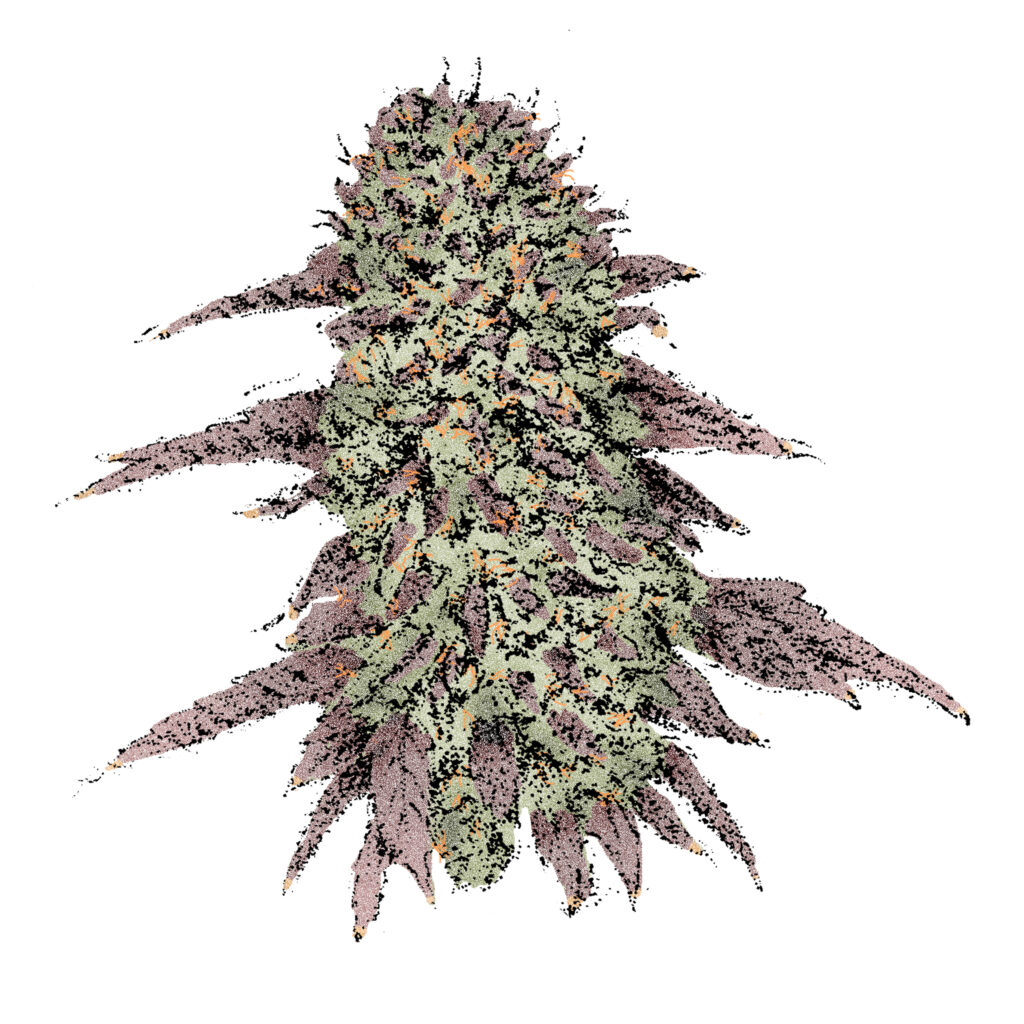 Biscotti (Fast) Cannabissamen
