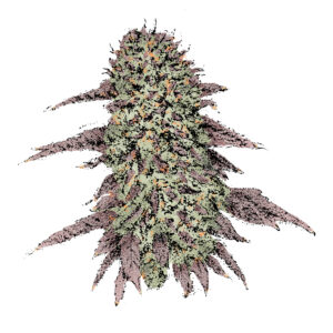 Biscotti (Fast) Cannabissamen