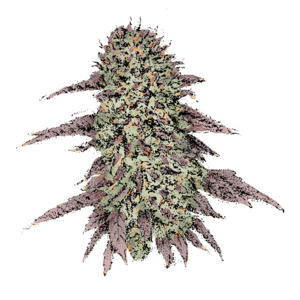 Biscotti (Fast) Cannabissamen