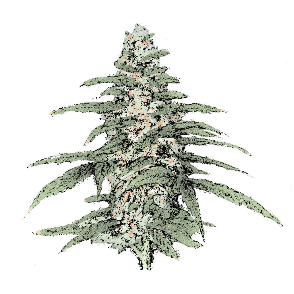Blueberry (Auto) Cannabissamen