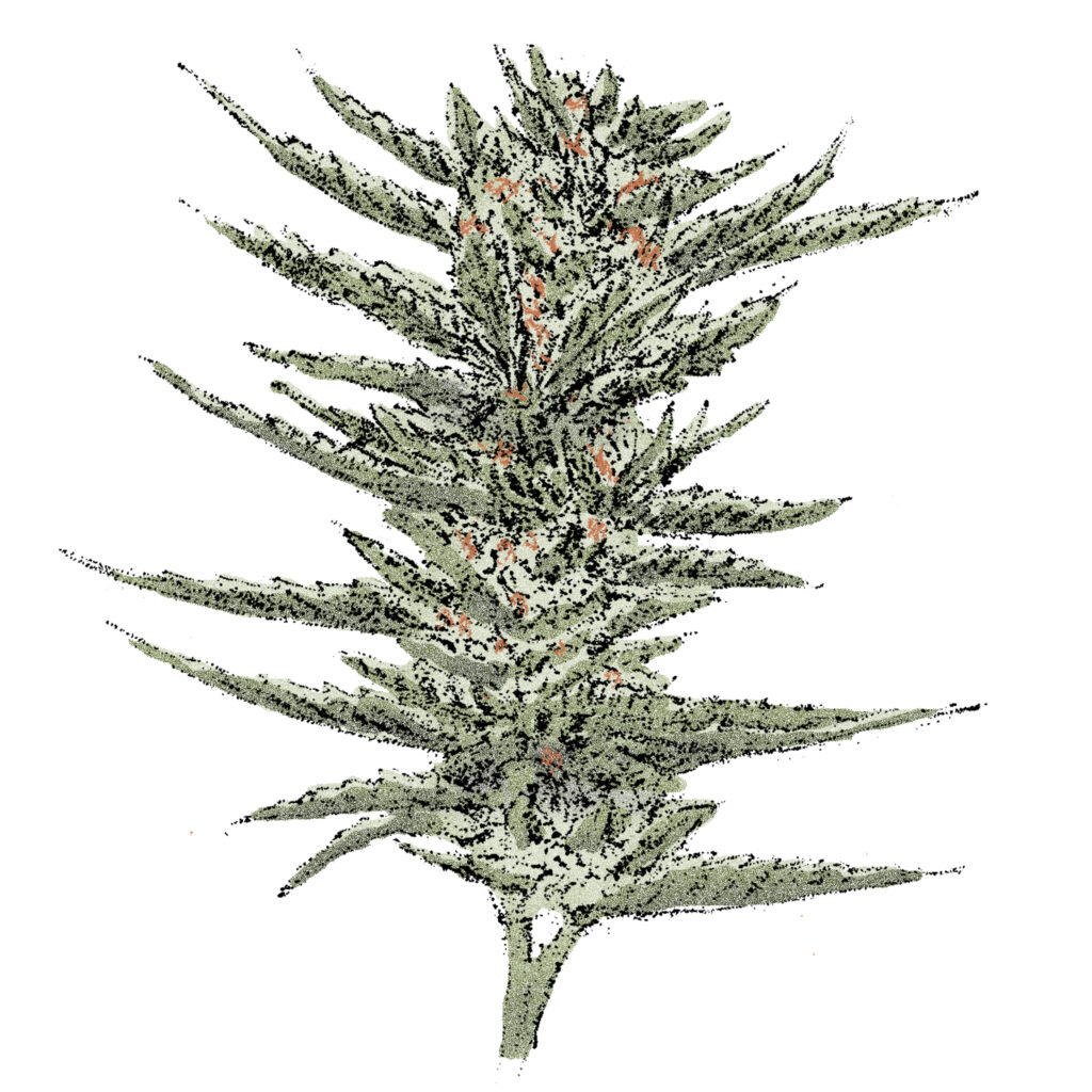 Bruce Banner (Auto) Cannabissamen