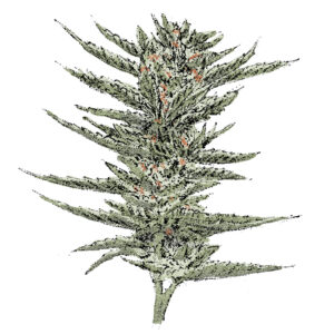Bruce Banner (Auto) Cannabissamen