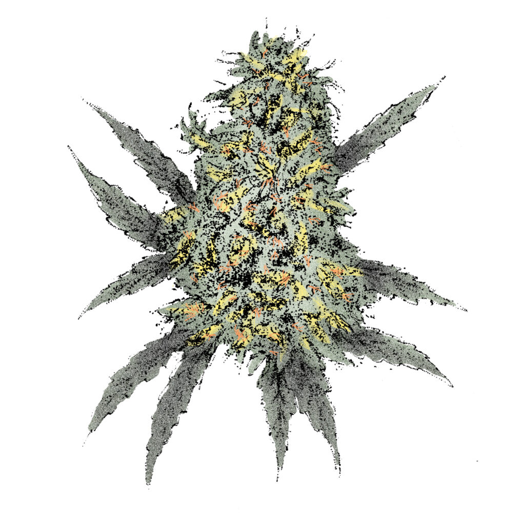 Bubble Gum (Auto) Cannabissamen