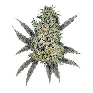 Bubble Gum (Auto) Cannabissamen