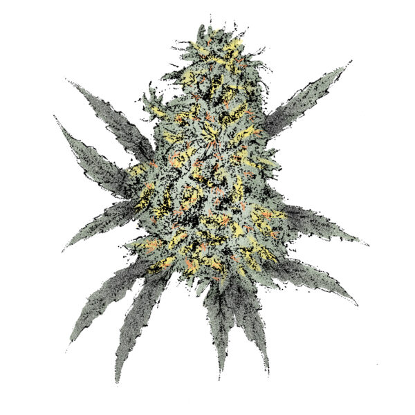 Bubble Gum (Auto) Cannabissamen