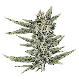 Cheese (Fast) Cannabissamen