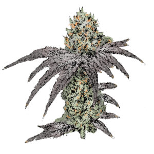 Mimosa (Fast) Cannabissamen