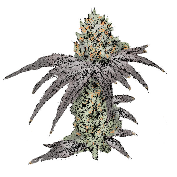 Mimosa (Fast) Cannabissamen