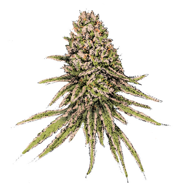 Solodiol 1:1 (Auto) Cannabissamen