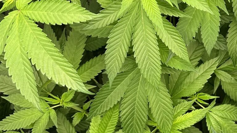 Arten von Cannabissamen