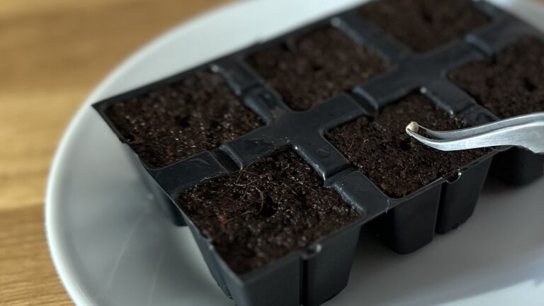 Cannabissamen mit Eazy Plugs keimen