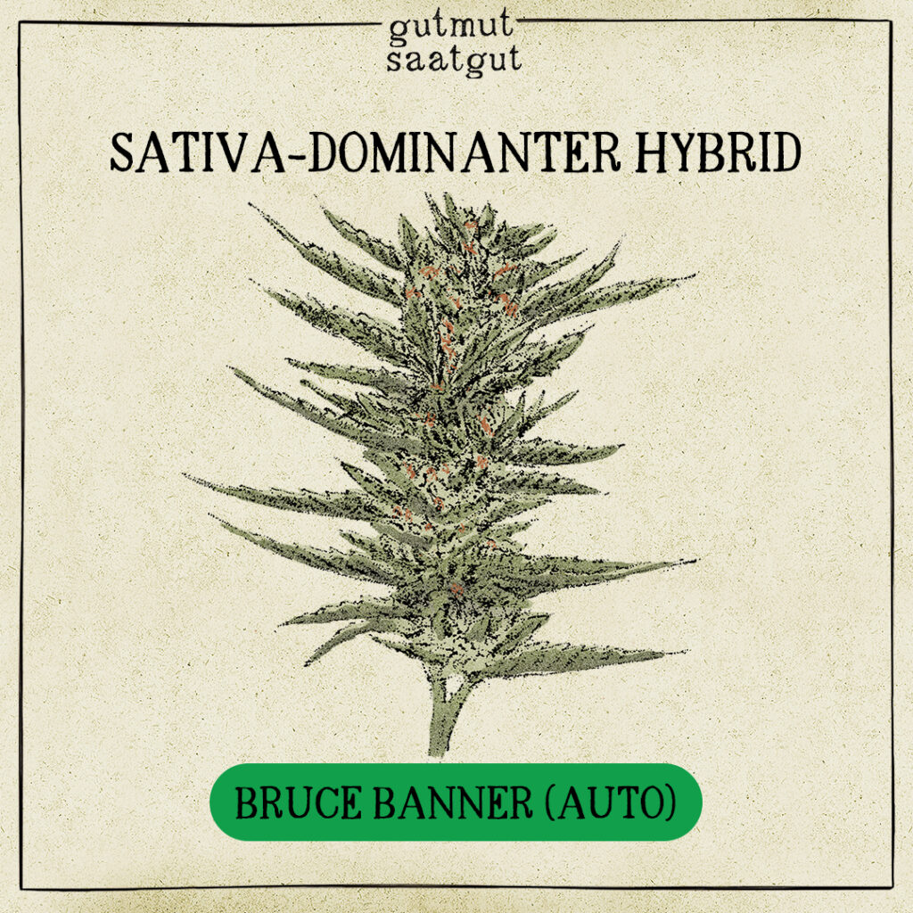 Bubble Gum (Auto) - gutmut saatgut