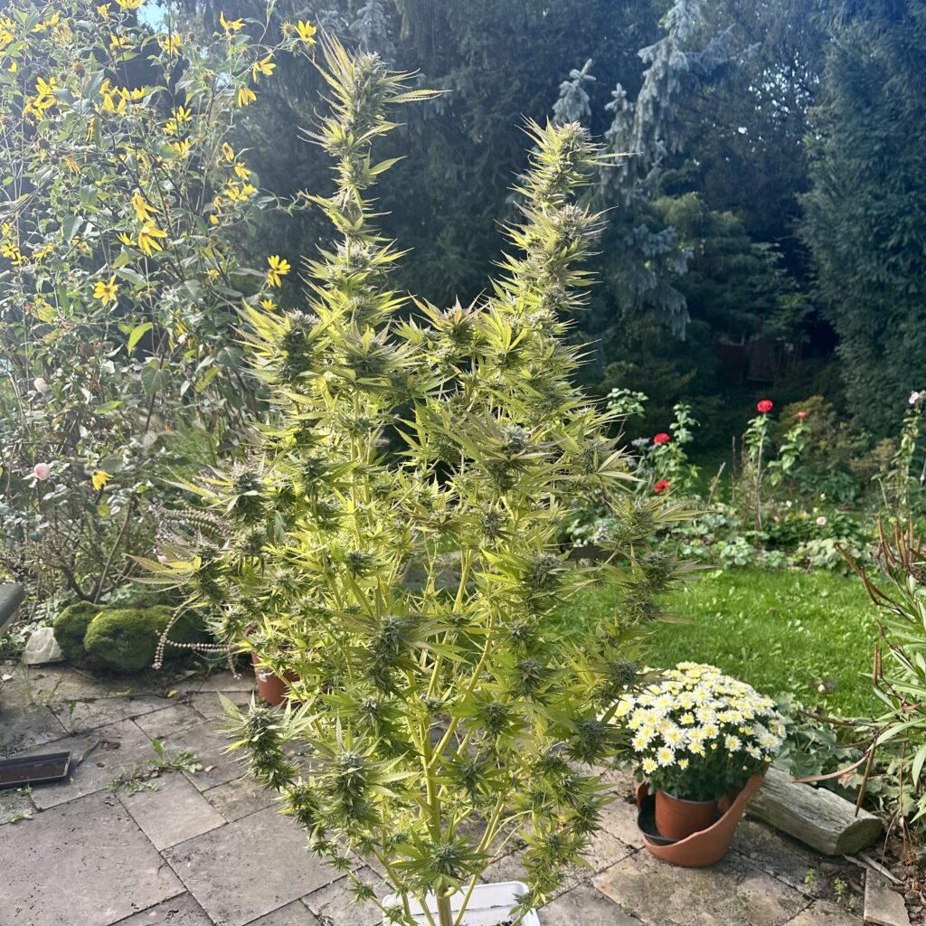 Eigenanbau mit Living Soil