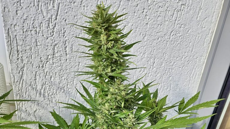 Autoflower einfach erklärt