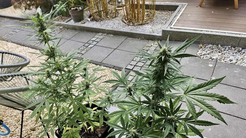 Autoflower in einem deutschen Garten