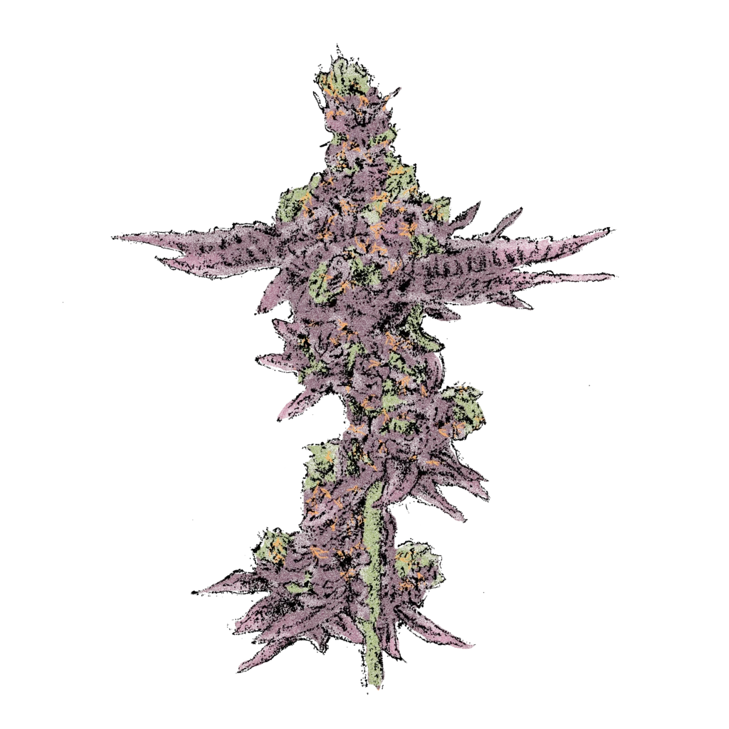 Girl Scout Cookies (Auto) - automatisch blühende THC Cannabissamen