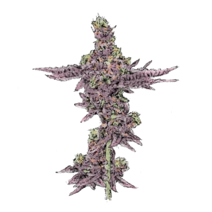 Girl Scout Cookies (Auto) - automatisch blühende THC Cannabissamen