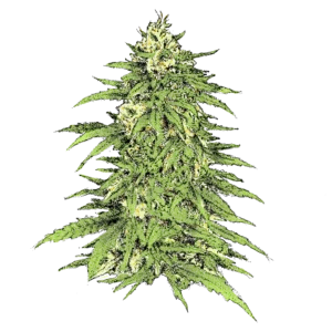 Haze (Auto) - automatisch blühende THC Samen