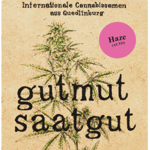 Haze (Auto) Cannabissamen