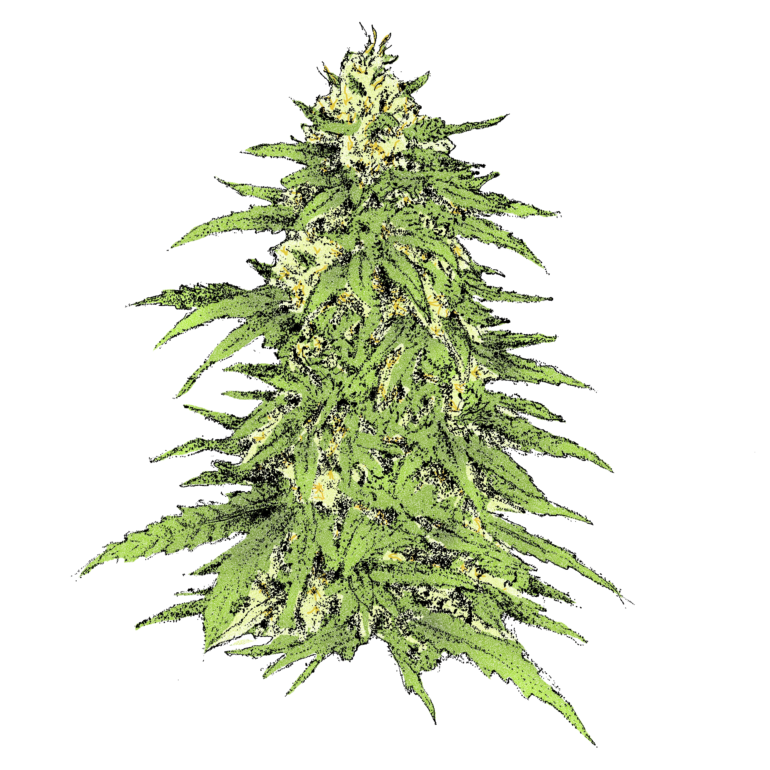 Haze (Auto) - automatisch blühende THC Samen