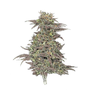 Northern Lights (Auto) - automatisch blühende THC Cannabissamen