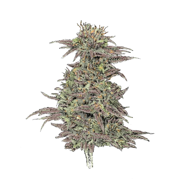 Northern Lights (Auto) - automatisch blühende THC Cannabissamen