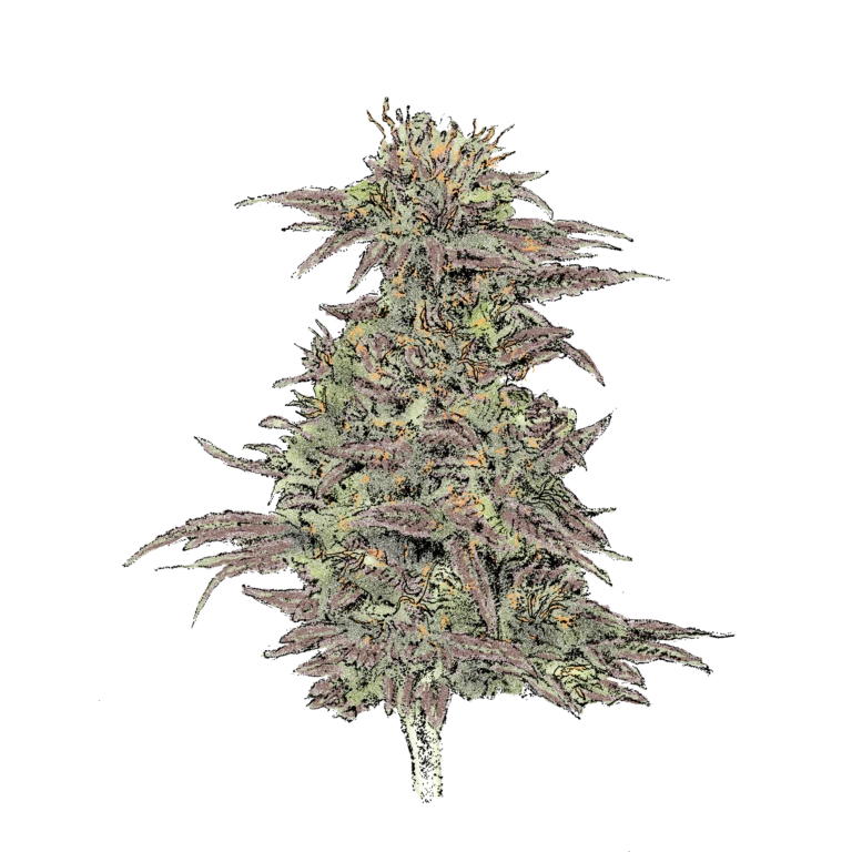 Northern Lights (Auto) - automatisch blühende THC Cannabissamen