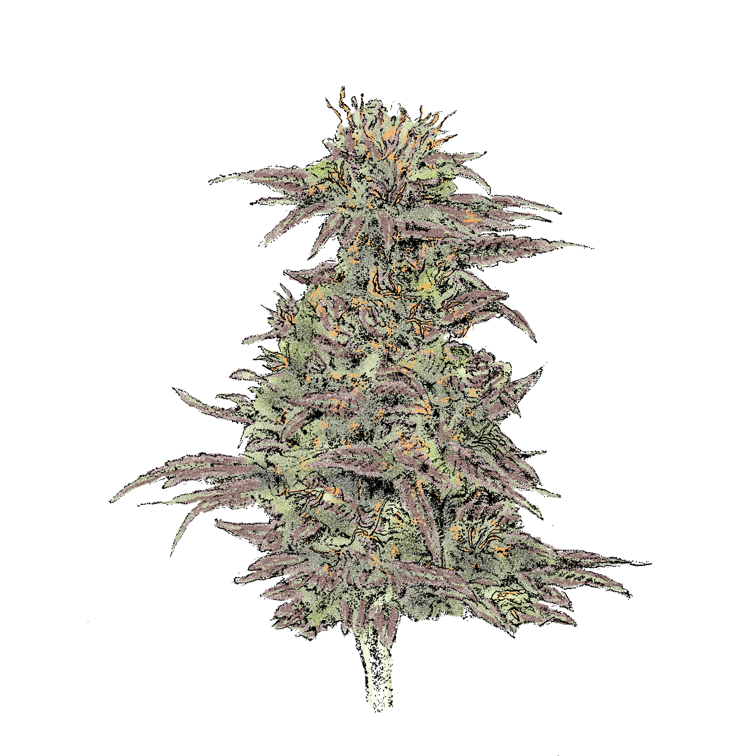 Northern Lights (Auto) - automatisch blühende THC Cannabissamen