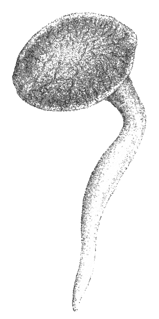 Cannabissamen mit Keimwurzel