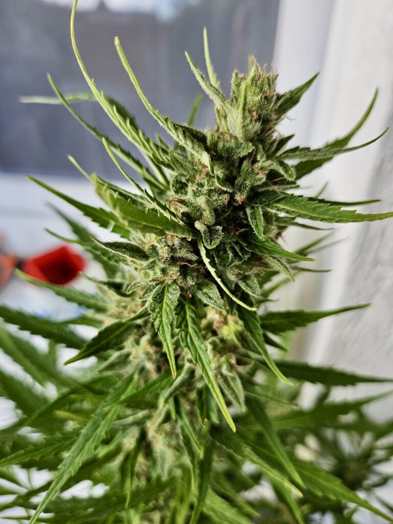 Beste Autoflower Samen Blüte