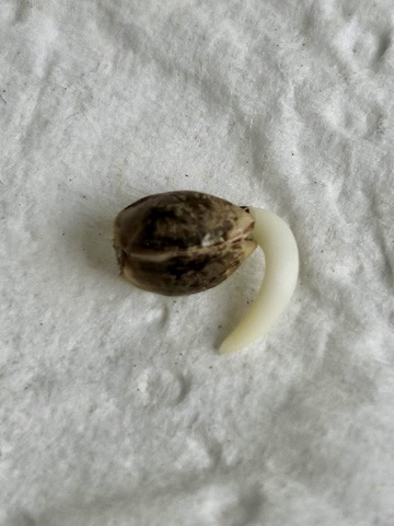 Beste Autoflowering Samen mit Keimwurzel