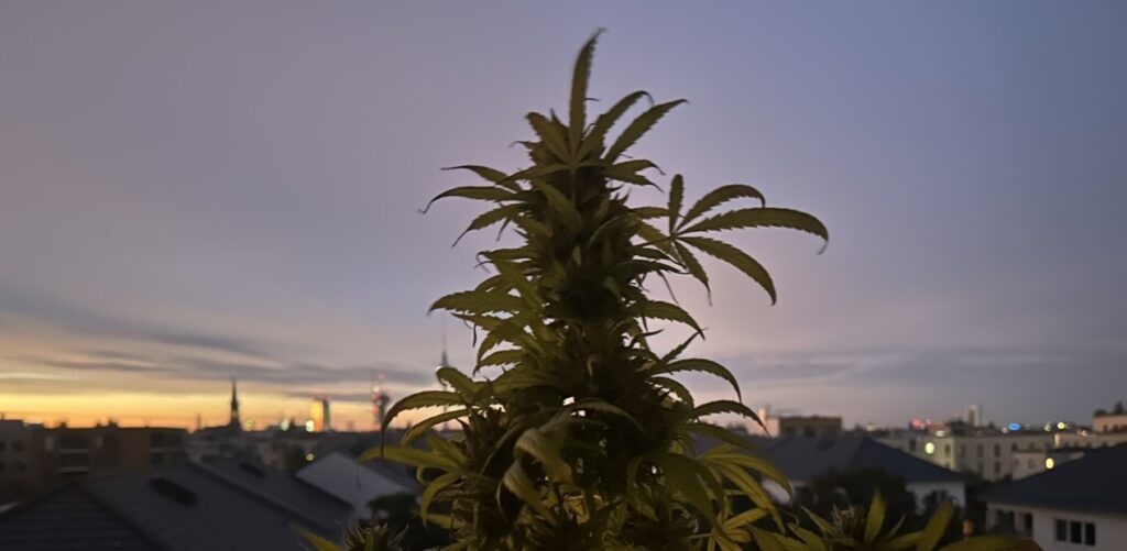 Fast Flowering vs. Autoflower