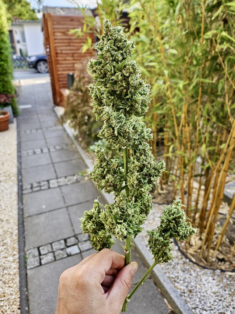 Beste Autflowering Samen Outdoor Deutschland
