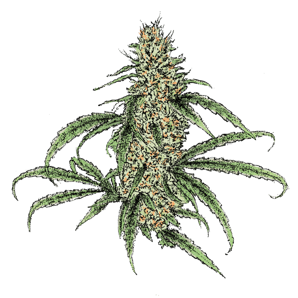 Black Cuban Haze (Piff) Samen