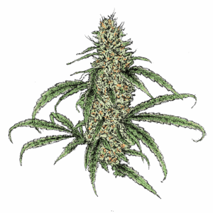 Black Cuban Haze (Piff) Samen