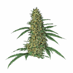 Nicole Kush Cannabissamen